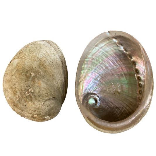 Opal Abalone - Haliotis Laeviagata - 5 inch + Thailand - All Natural