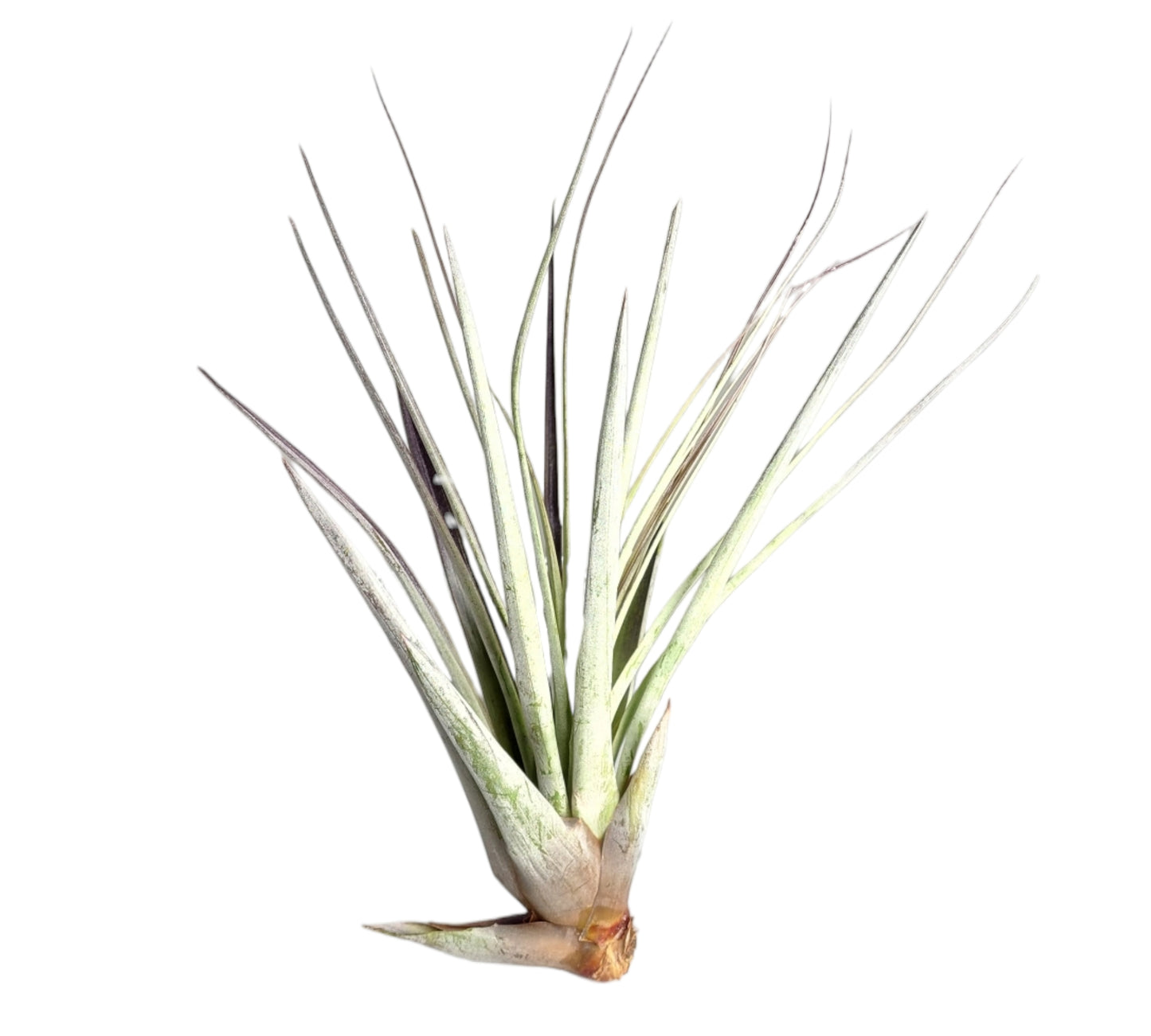 Fasciculata Tricolor - Tillandsia Air Plant - XL 12 POUCES +