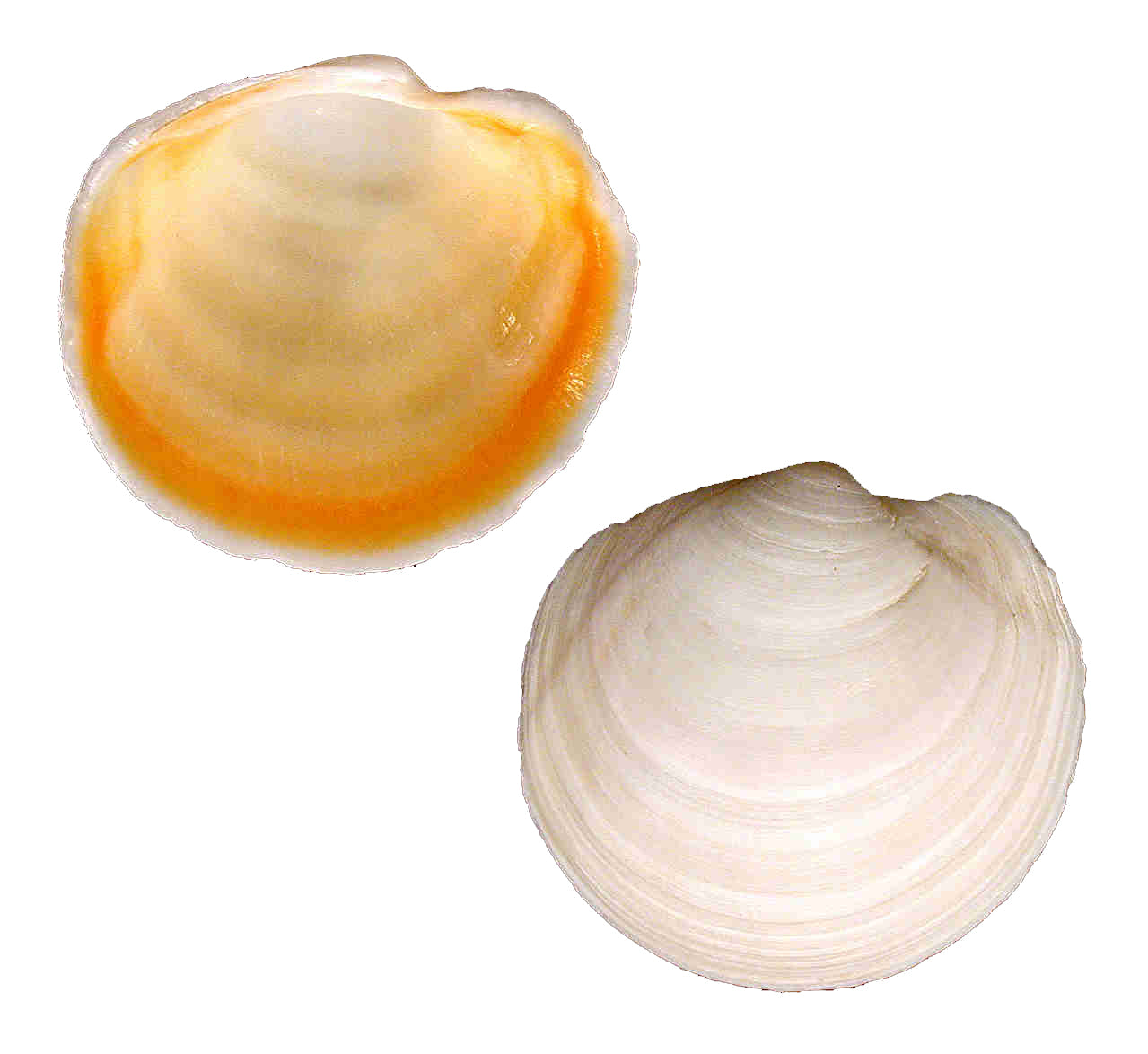 1 KG - Buttercup Lusine Clams