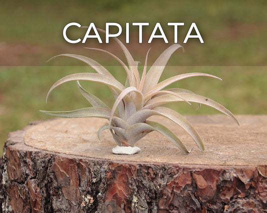 Capitata - X-Lge - 12 à 14 cm 4,75 pouces + Tillandsia Air Plant