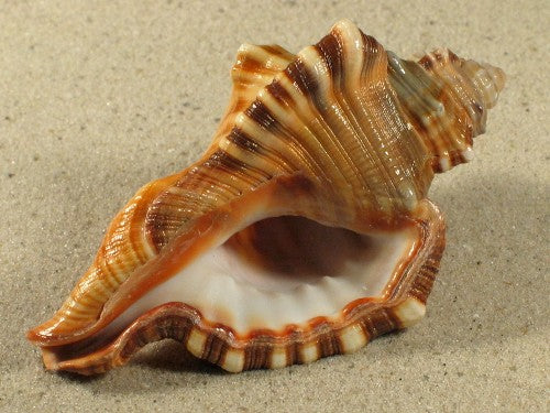 Cymatium Perryi Shells - 3 inches