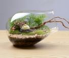 Blown Glass Pea Bottle Terrarium