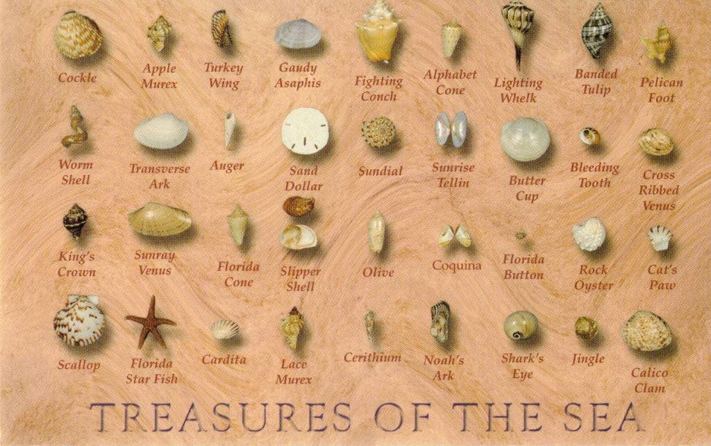 Small Assorted Seashells With Treasures of the Sea Identification Postcard