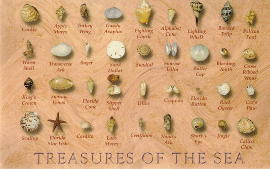 Small Assorted Seashells With Treasures of the Sea Identification Postcard