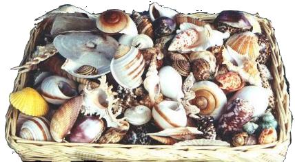 200 Piece Assortment of Seashells - 2 to 4 inch -Suggested Retail $2.99 Each