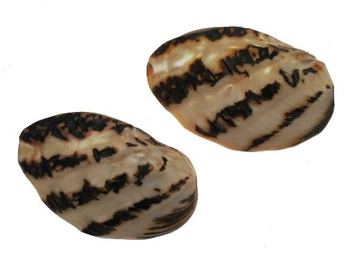 Banded Frog Mussel Pairs - 3 - 4  inches