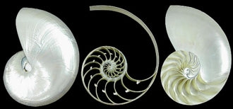 Split Pearlized Nautilus Shells - 3 Pieces - 4 - 6 inches