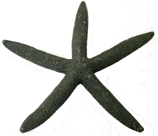 Black (Bluey) Starfish - Linckia Laevigata - 6 - 8 Inches