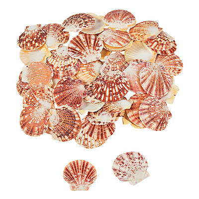 Macarensis Pecten Halves -  1.75 - 2.25 inches