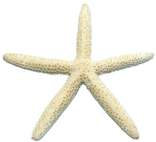 Set of 7 White Finger Starfish 7 sizes tied -  Linckia Laevigata