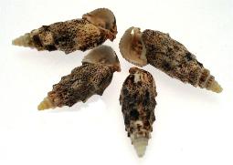 Cerithium Center Cut Shells Brown & White - 1 - 1.5 inches