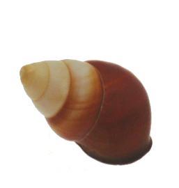 Helicostyla Rufigaster Shell 20-22mm opening size