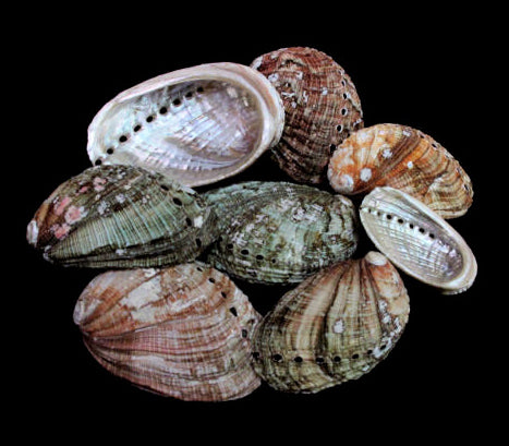 Natural Colored Abalone (Haliotis Diversicolor) - 2 to 3 inch - 1 Kilo - India