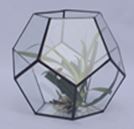 Terrarium en verre 10cm NOIR