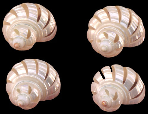 PEARL Silver or Gold Mouth Spiral Basket Cut 1.25 inch