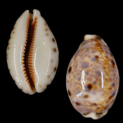 Cypraea Lynx - Cowry - Cowries - 1.5 - 2 inch