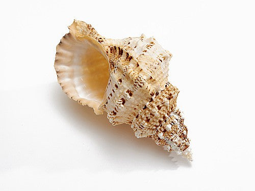 Frog Shells - Bursa Bobo - 11 - 12 inches