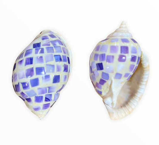 Purple Inlaid mop Phalium Bandatum - Cassis Bandatum - 3 inch + NEW921