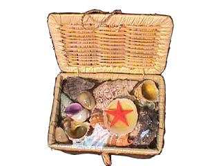 TREASURE BOX OF SHELLS 4.25 x 3 x 2 inches