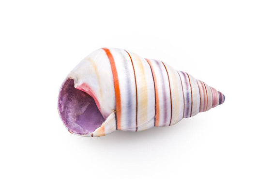 Candy Striped Hermit Crab Shells - Liguus virgineus 12-14mm