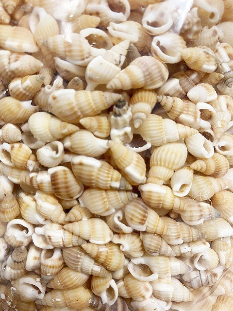 1 KG - Yellow Neat Nassa Concinnus - .25 - .5 pouces - Nassarius Reticulatus - Marginella - Chine - NEW222