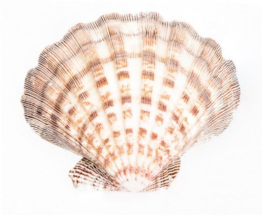 LIONS PAW CLAM PAIRS - NATURAL - LARGE