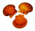 1 KG - Orange Mexican Scallop Halves - 2 - 3 inches