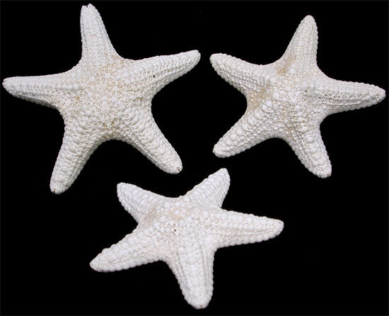 White Jungle Starfish - 1 - 2 inches