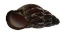Helicostila Mendorenses - 2 inches