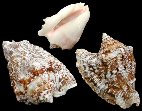 PK/12 - Hawk Wing Shells - 2 - 3 inches