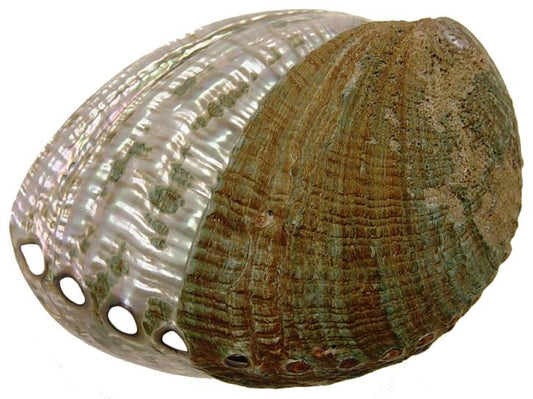 Half Polished Green Abalone - Haliotis Fulgens - 6 - 5 Inches