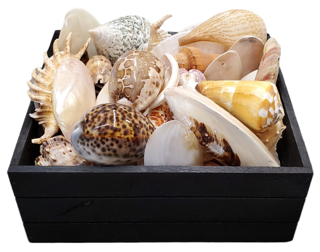 50 Piece Assortment of Seashells - Suggested Retail $4.99 Each