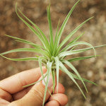 Stricta Tillandsia air plant - 8-9cm - 3 inch - Regular Medium