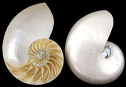 Split Pearlized Nautilus Shells - 2 Pieces - 6 - 7 inches