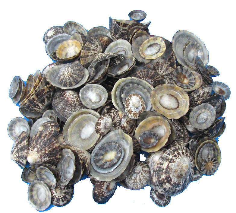 2 Kg. Natural Limpet Shells PATELLA TESTUDINARIA - Size 1.25 to 2.5 inch - Philippines - NEW322