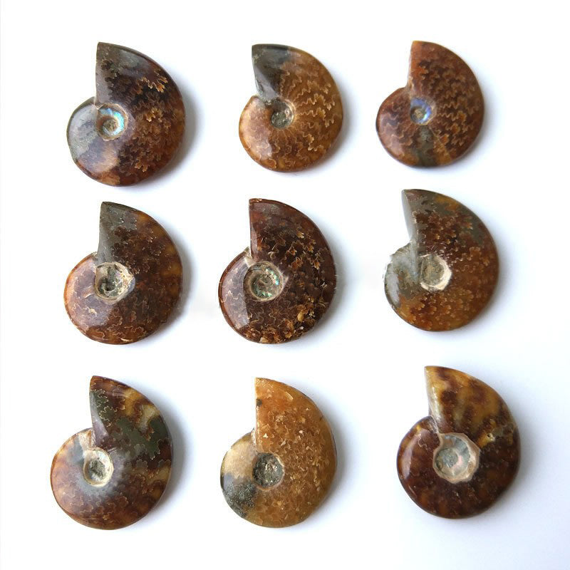 Ammonite Fossile Naturelle Polie - 30mm + (dans le bac GEM-F-MFP)