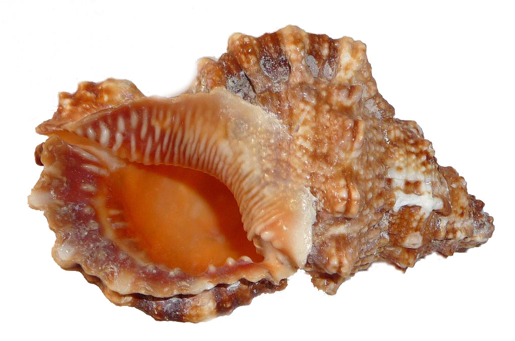 Ringed Frog Shells - Bursa Rubeta - 6 inches – ilovecrystalsandgems