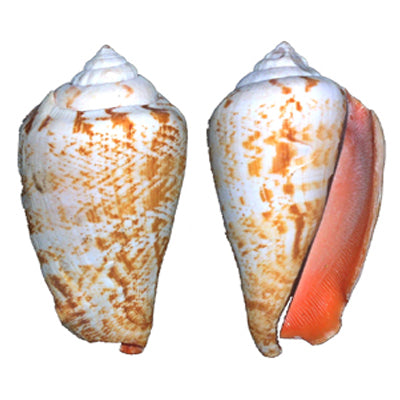 Strawberry Conch - Strombus Luhuanus - Strawberry Strombus -  Select Shells - 2 inches