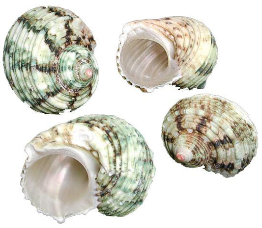 Green Turbo  Hermit Crab Shell - Turbo Setosus  26-28mm Opening Size