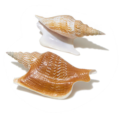 Strombus Listeri 3 to 4 inch - LISTER'S CONCH