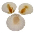 1 KG - White Sun/Moon Shells - 2 - 3 inches