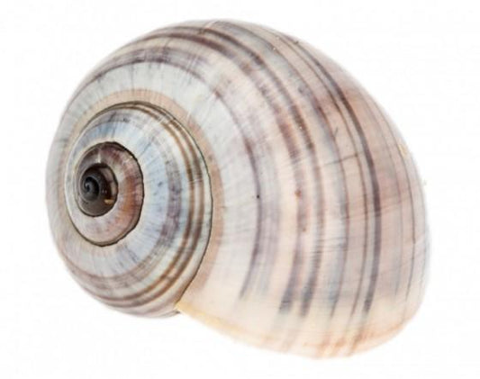 Striped Land Snail Shell - Hermit Crab Shell - POMACEA PALUDOSA - 2 inch+