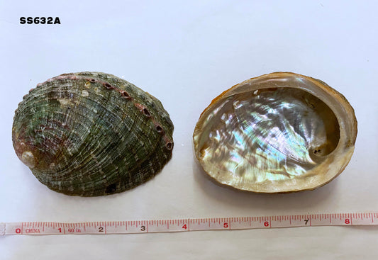 Threaded Cup Abalone HALIOTIS ASSIMILIS - 3.5 inch + Mexico