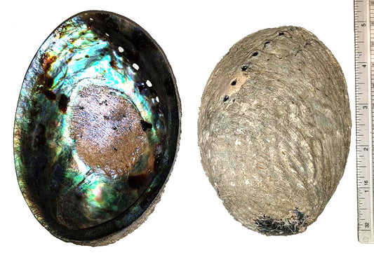 Paua Abalone - Haliotis Iris 5 pouces + Nouvelle-Zélande - Thaïlande - Naturel