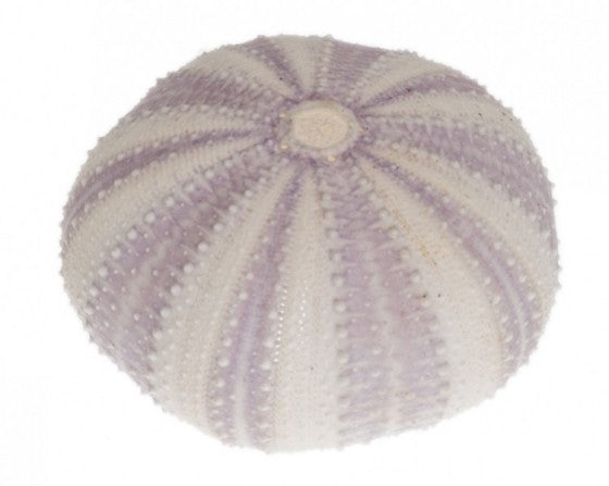 Violet Purple Sea Urchin - 1.75 - 2.25 inches - Astropyga
Radiata - Philippines