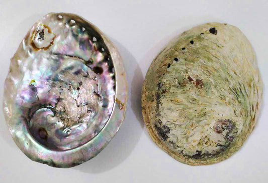 Midae Abalone - 4+ inch - Haliotis Midae - South Africa - All Natural