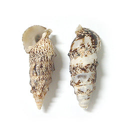 1 KG - Cerithium Aluco - 2 inches