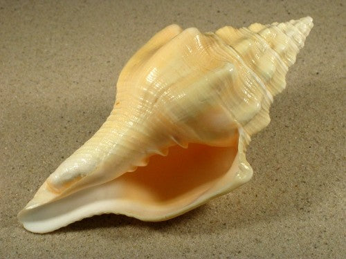 Chank Shells - Turbinella Angulata 10 pouces + Antilles