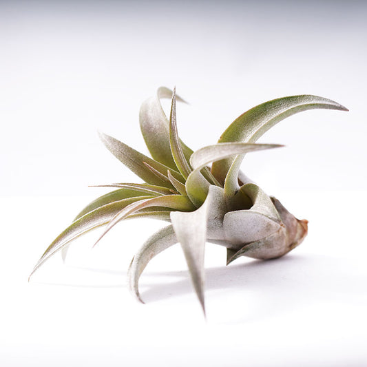 Capitata - Moyen - 8 à 9 cm 3 pouces + Tillandsia Air Plant