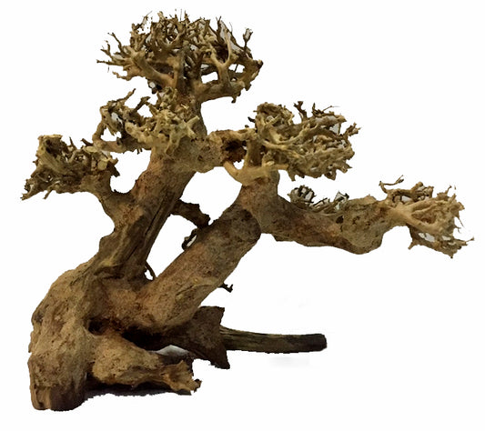 BONSAI DRIFTWOOD 20x25x17 cm - ARTOCARPUS HETEROPHYLLUS